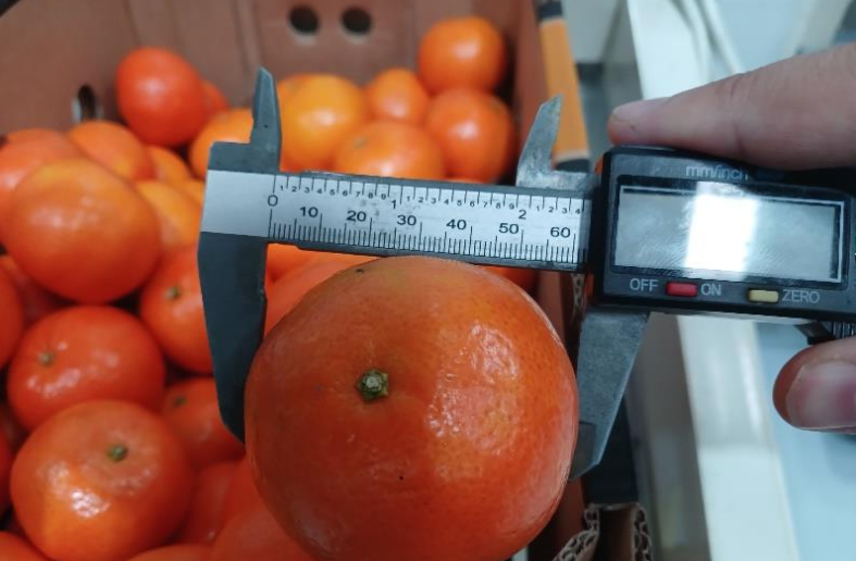 Food quality inspection measuring the diameter of an orange using a digital caliper to verify size and caliber